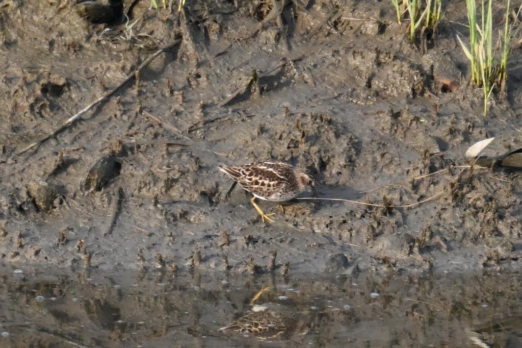 Sandpiper, Least, 2025-05087615b Parker River NWR, MA.JPG - Least Sandpiper. Parker River National Wildlife Refuge, MA, 5-8-2025